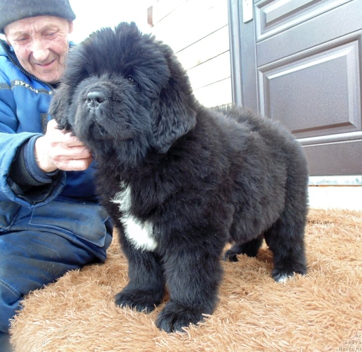 Фото: ньюфаундленд Zena ot Karel'skih Medvedey (Зена от Карельских Медведей)