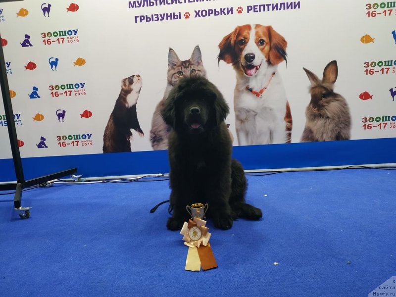 Фото: ньюфаундленд Okean Mechty Ambassador (Океан Мечты Амбассадор)