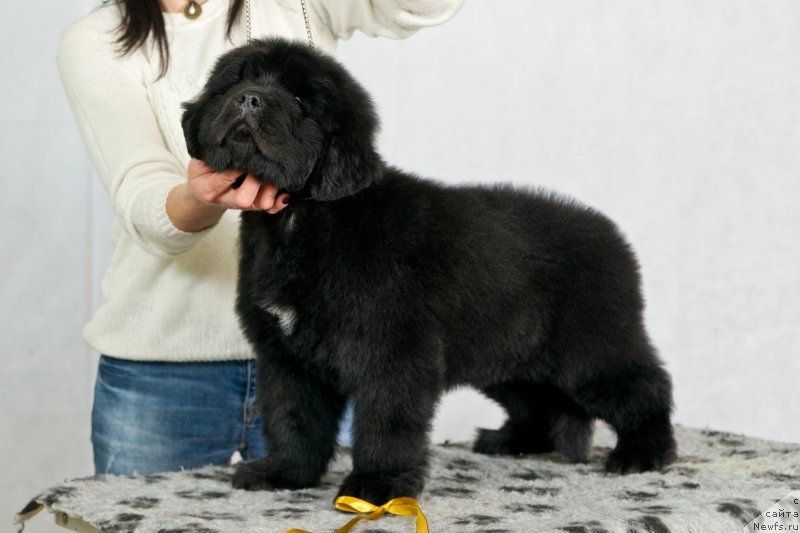 Фото: ньюфаундленд Okean Mechty Ambassador (Океан Мечты Амбассадор)