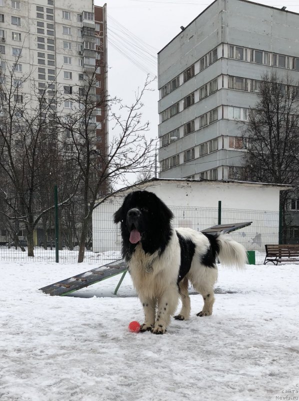 Фото: ньюфаундленд Adonis La Flyor (Адонис Ла Флёр)