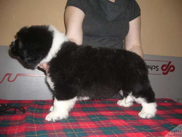 Фото: ньюфаундленд Super Bizon Gera (Супер Бизон Гера)