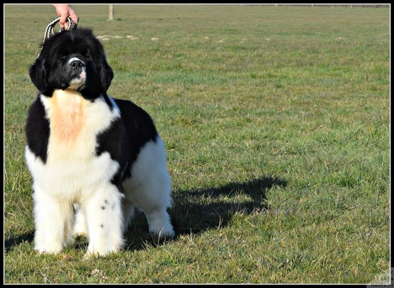 Фото: ньюфаундленд Akvian Song Heven Sent at Oukaya Forever (Аквиан Сонг Хевен Сент ат Оукая Форевер)