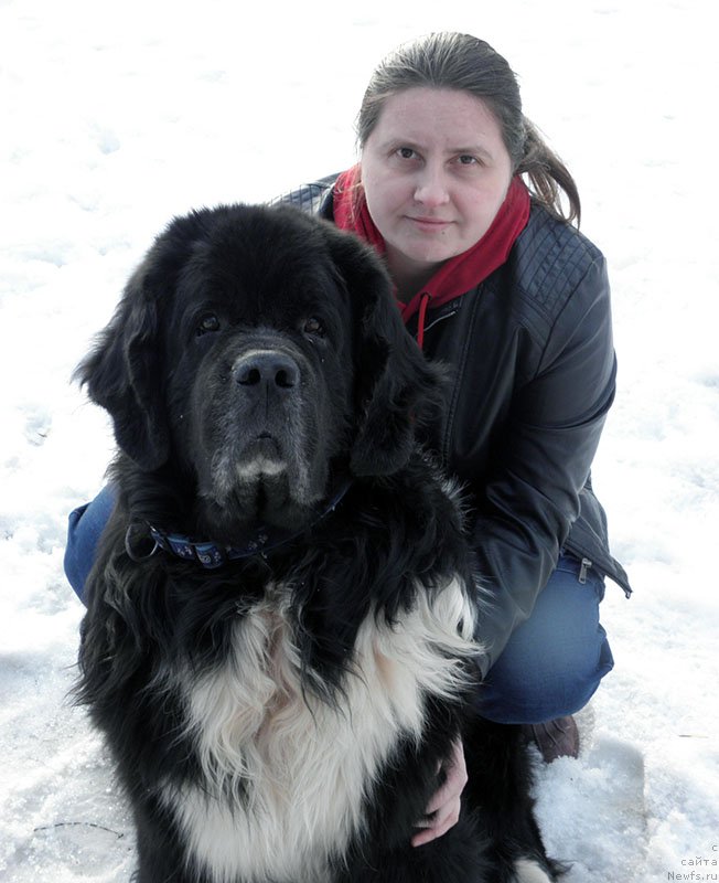 Фото: Alla Tuzkova (Алла Тузкова), ньюфаундленд Starbimovlav Gardemarin (Старбимовлав Гардемарин)