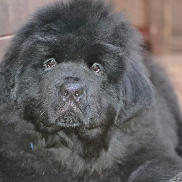 Фото: Щенок, ньюфаундленд Sent Djons Exclusive (Сент Джонс Эксклюзив), ньюфаундленд Aquatoriya Kelvin Sharliz (Акватория Келвин Шарлиз)