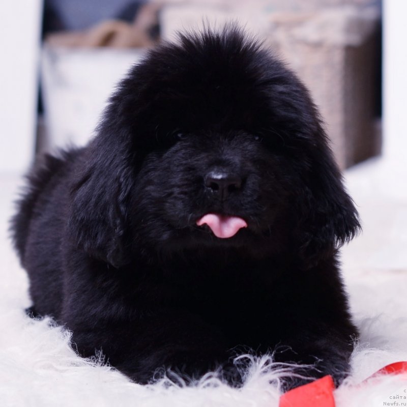Фото: ньюфаундленд Nezhnaya Karamelka Fiona (Нежная Карамелька Фиона)