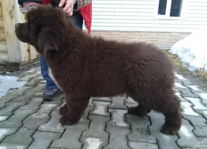 Фото: ньюфаундленд Super Bizon CHemberlen (Супер Бизон Чемберлен)