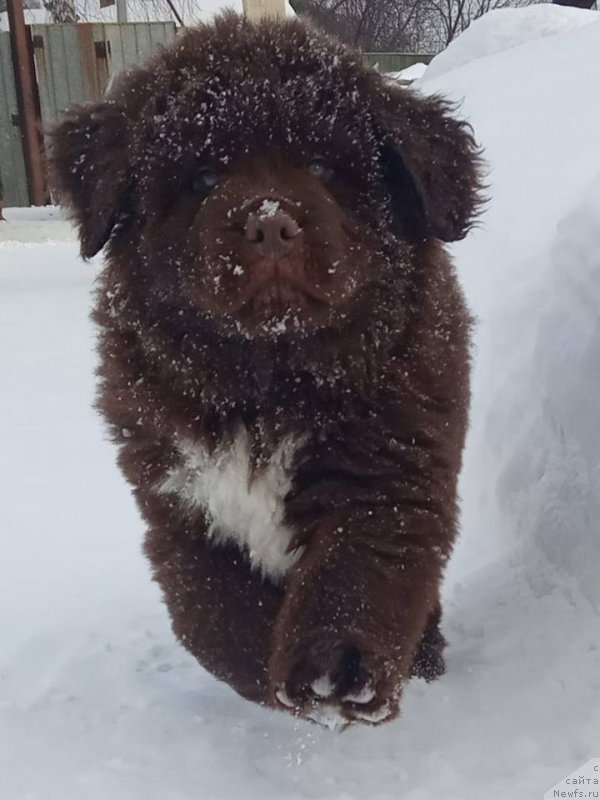 Фото: ньюфаундленд Super Bizon CHemberlen (Супер Бизон Чемберлен)