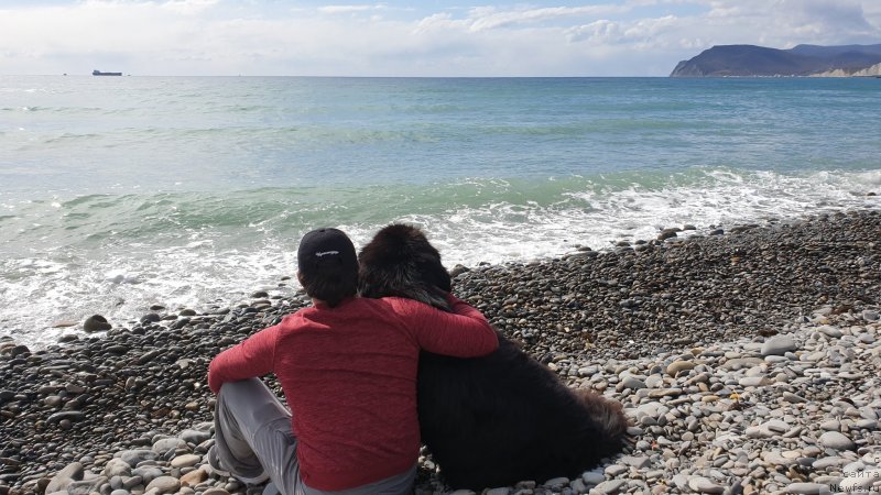 Фото: ньюфаундленд Aquatoriya Kelvin Navigator (Акватория Келвин Навигатор)