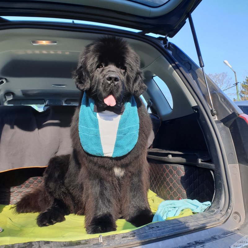 Фото: ньюфаундленд Aquatoriya Kelvin Navigator (Акватория Келвин Навигатор)