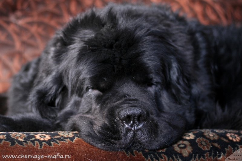 Фото: ньюфаундленд Chernaya Mafia Must Have (Черная Мафия Муст Хаве)