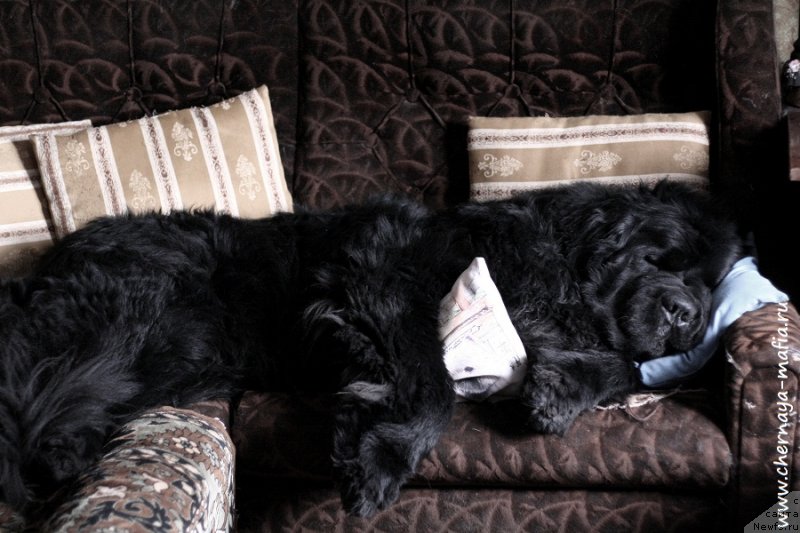 Фото: ньюфаундленд Chernaya Mafia Must Have (Черная Мафия Муст Хаве)
