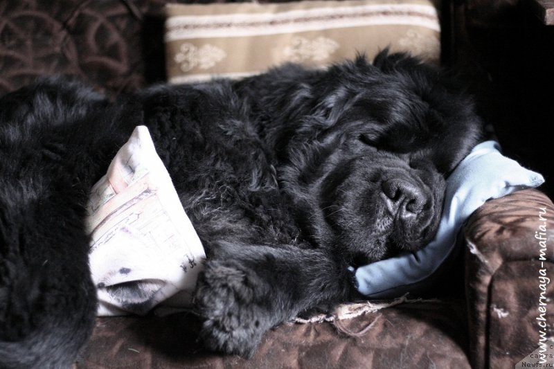Фото: ньюфаундленд Chernaya Mafia Must Have (Черная Мафия Муст Хаве)