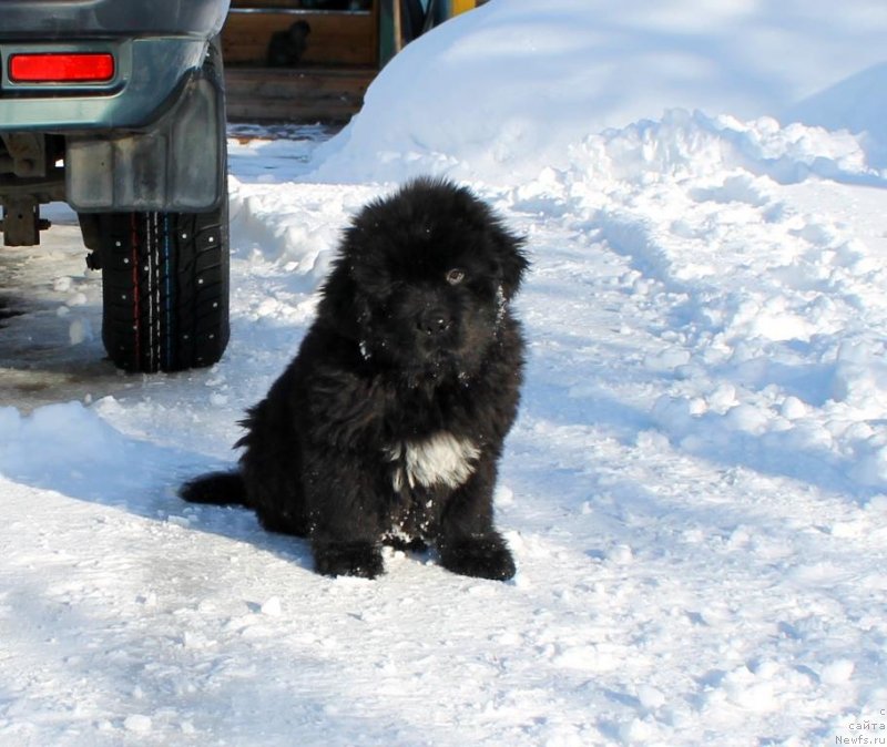Фото: ньюфаундленд Zevs ot Karel'skih Medvedey (Зевс от Карельских Медведей)