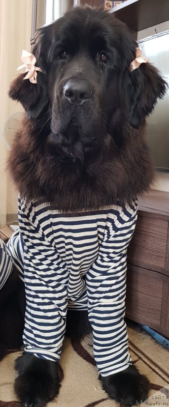 Фото: ньюфаундленд Laskoy Sogrevayuschaya Laika (Лаской Согревающая Лаика)