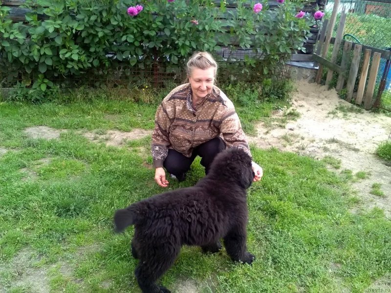 Фото: ньюфаундленд Nao Del' Trato Djonni Dep (Нао Дель Трато Джонни Деп)