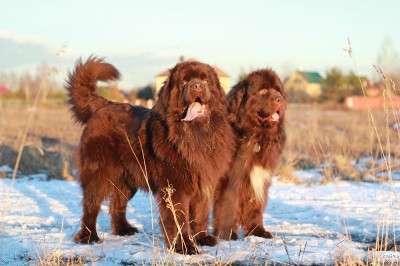 Фотография № 242116