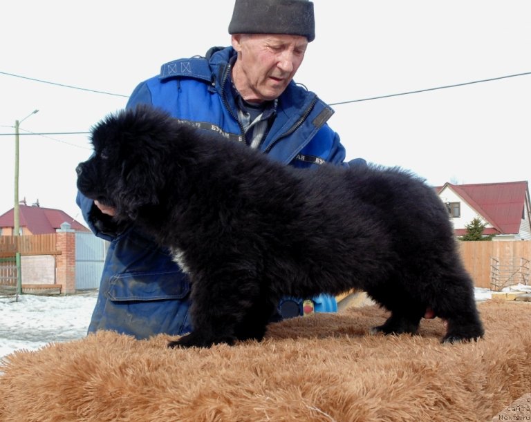 Фото: ньюфаундленд Zita ot Karel'skih Medvedey (Зита от Карельских Медведей)
