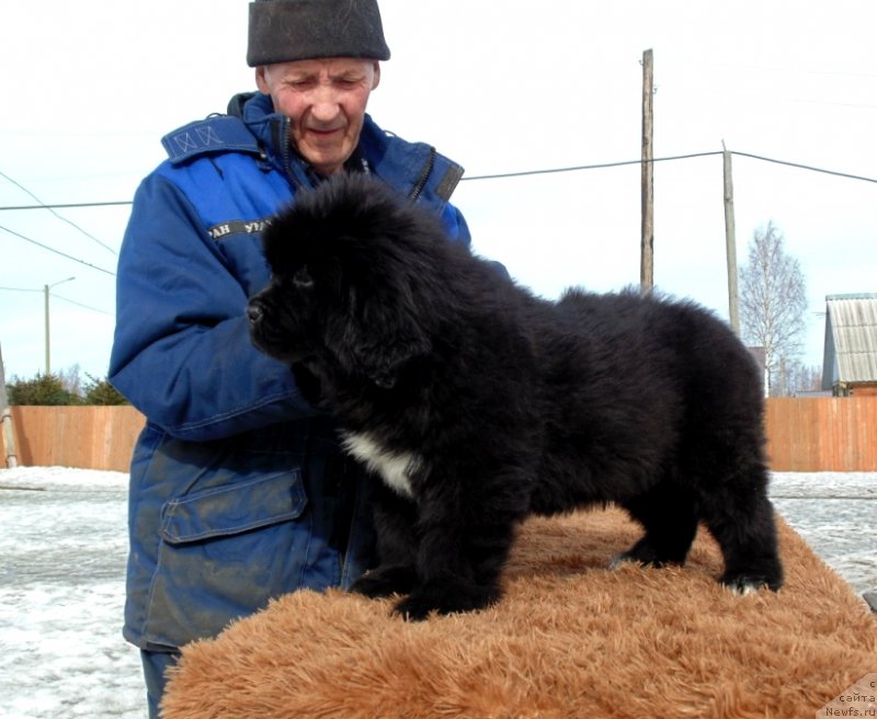 Фото: ньюфаундленд Zita ot Karel'skih Medvedey (Зита от Карельских Медведей)