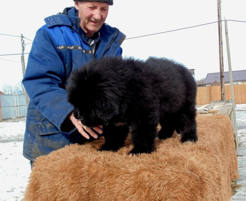Фото: ньюфаундленд Zita ot Karel'skih Medvedey (Зита от Карельских Медведей)