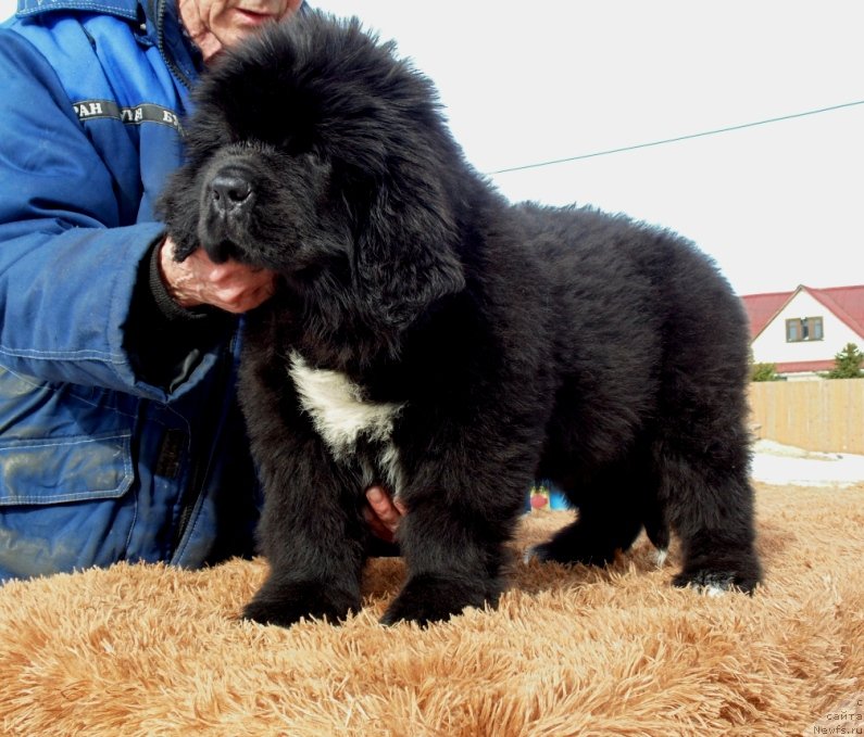 Фото: ньюфаундленд Zita ot Karel'skih Medvedey (Зита от Карельских Медведей)