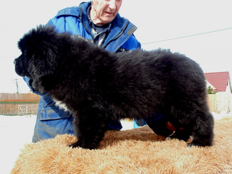 Фото: ньюфаундленд Zita ot Karel'skih Medvedey (Зита от Карельских Медведей)