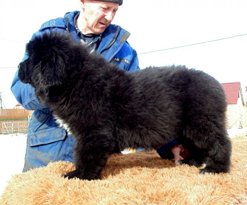 Фото: ньюфаундленд Zita ot Karel'skih Medvedey (Зита от Карельских Медведей)