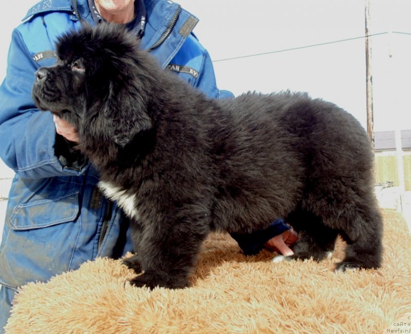 Фото: ньюфаундленд Zita ot Karel'skih Medvedey (Зита от Карельских Медведей)