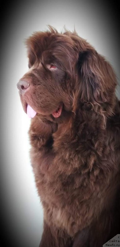 Фото: ньюфаундленд Fann'yuf Anatoliya (Фанньюф Анатолия)