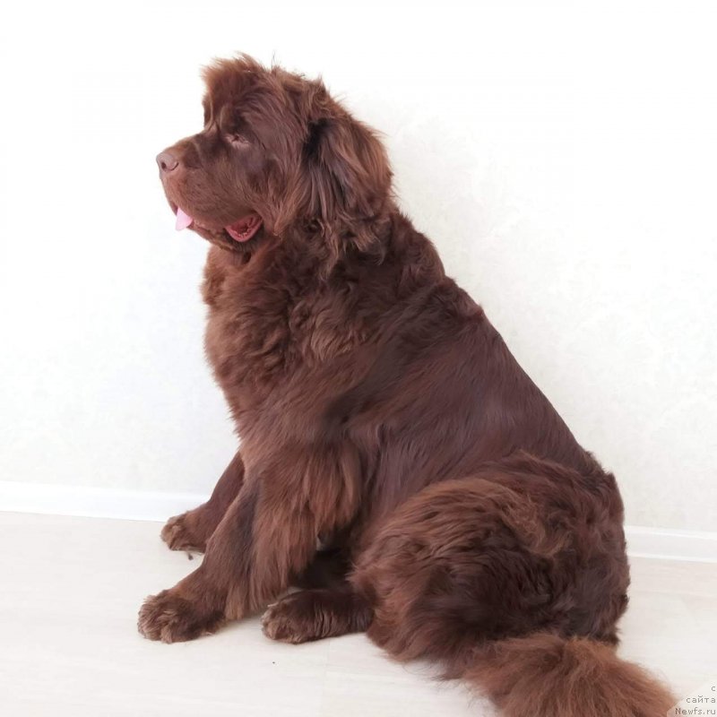 Фото: ньюфаундленд Fann'yuf Anatoliya (Фанньюф Анатолия)