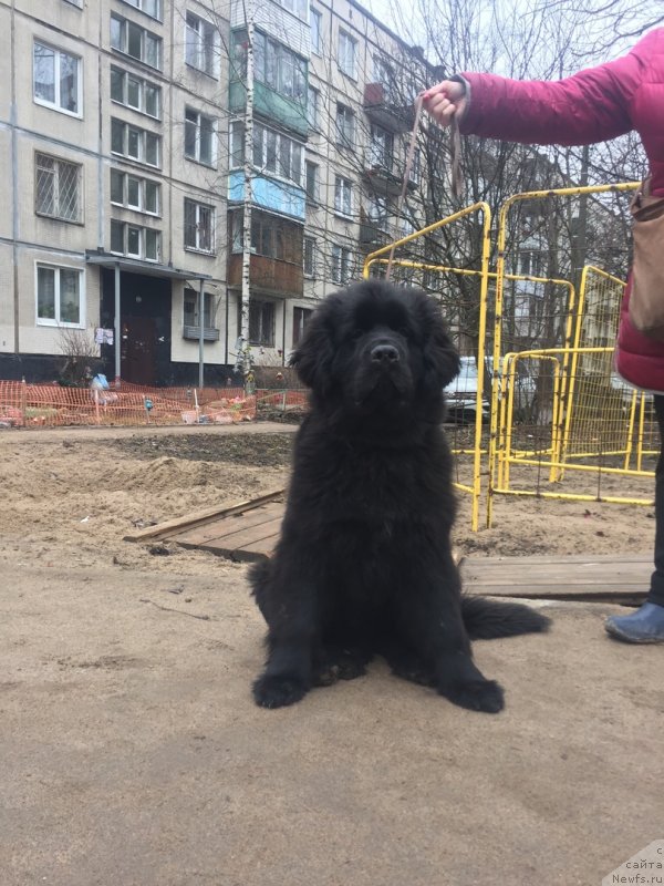 Фото: ньюфаундленд Smigar Glade Spring (Смигар Глейд Спринг)