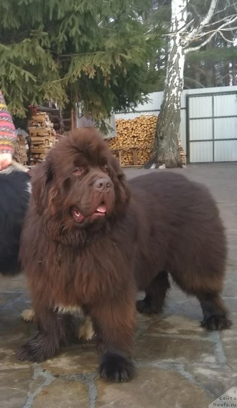 Фотография № 242143