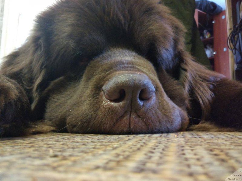 Фото: ньюфаундленд Brownblood MSK Abrams-Strong (Браунблад МСК Абрамс-Стронг)