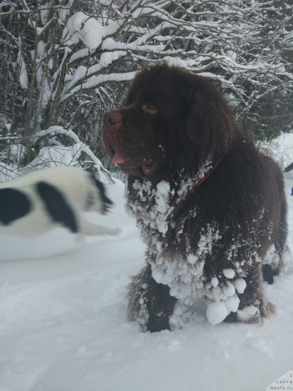 Фотография № 242148