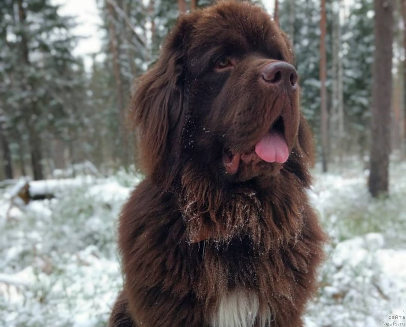 Фото: ньюфаундленд Brownblood MSK Abrams-Strong (Браунблад МСК Абрамс-Стронг)