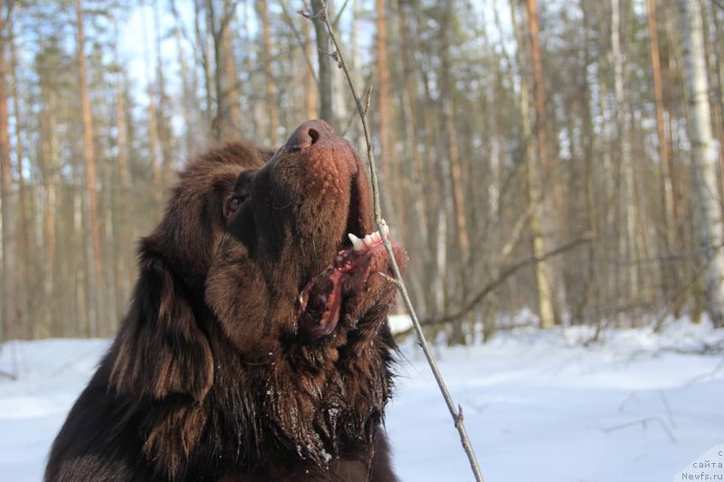 Фотография № 242165