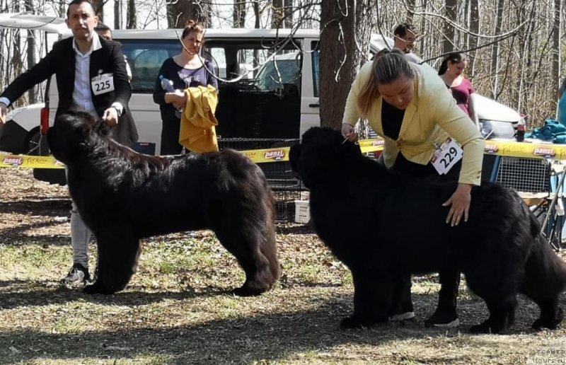 Фото: ньюфаундленд N'yufort Instinkt Vinner Knayt Itus (Ньюфорт Инстинкт Виннер Кнайт Итус)