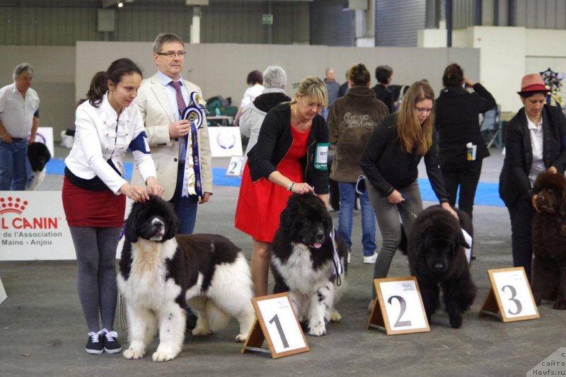 Фото: ньюфаундленд Akvian Song Heven Sent at Oukaya Forever (Аквиан Сонг Хевен Сент ат Оукая Форевер)