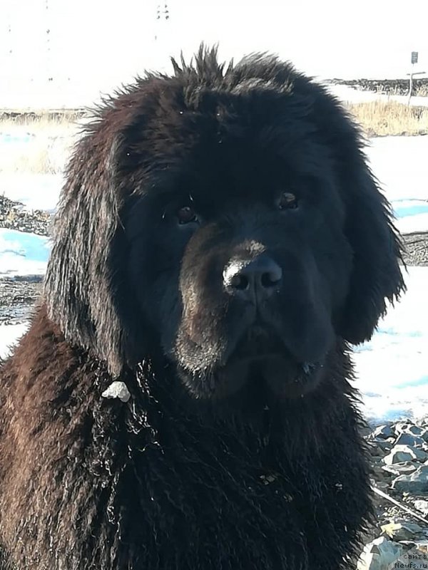 Фото: ньюфаундленд Gospozha Udacha iz Zamka Melvin (Госпожа Удача из Замка Мелвин)