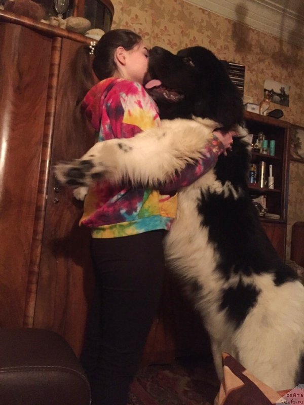 Фото: ньюфаундленд Desantnik ot Karel'skih Medvedey (Десантник от Карельских Медведей)