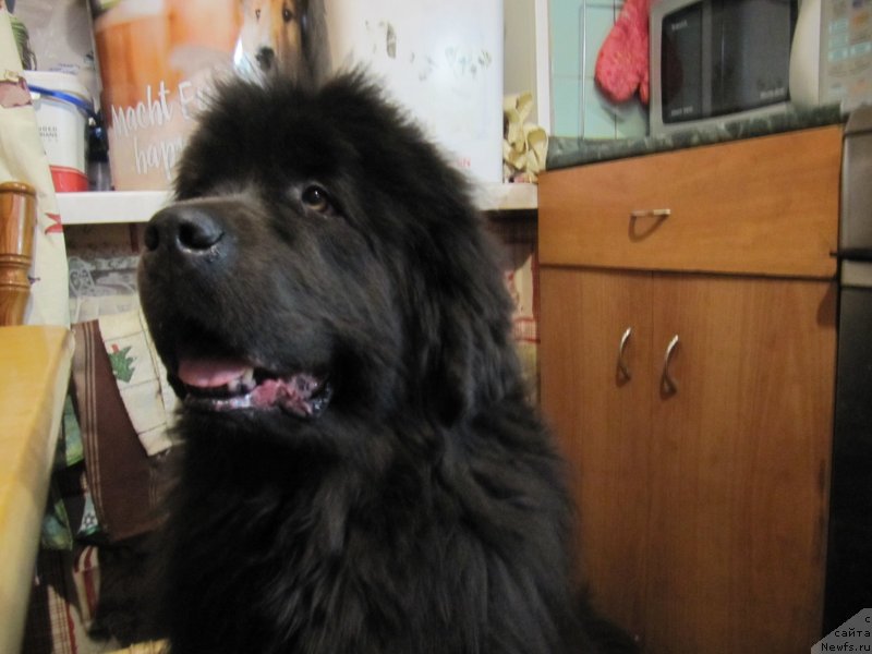 Фотография № 242203