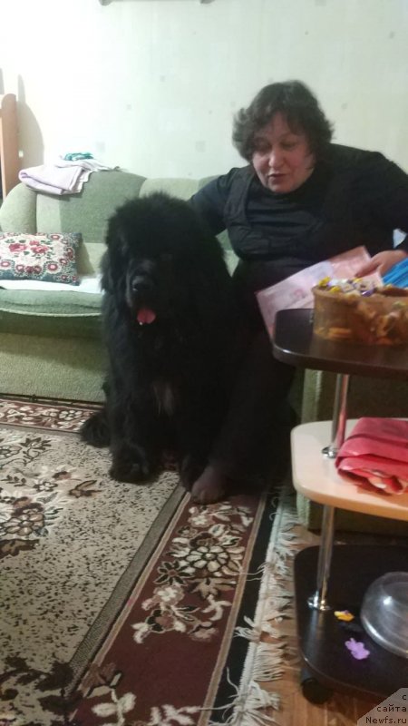 Фото: ньюфаундленд Daanich Veselyiy Rodjer (Даанич Веселый Роджер), Liliana Rahmatova (Лилиана Рахматова)