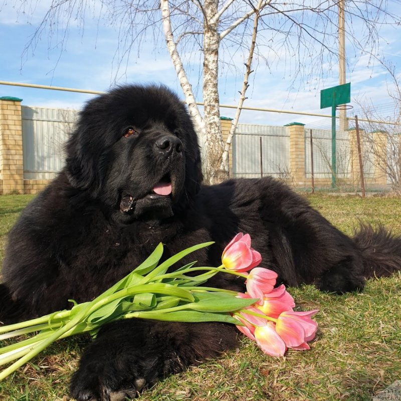 Фото: ньюфаундленд Aquatoriya Kelvin Navigator (Акватория Келвин Навигатор)