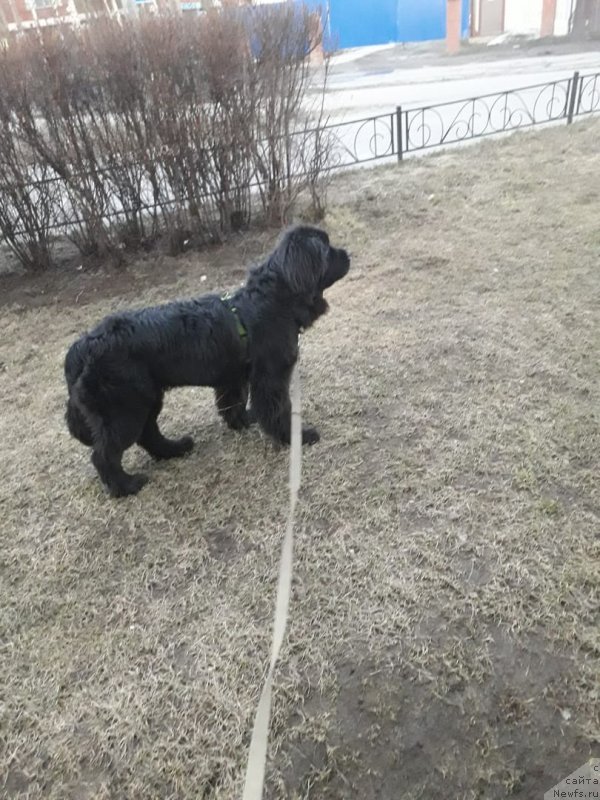 Фото: ньюфаундленд Smigar Gollivud Smayl (Смигар Голливуд Смайл)