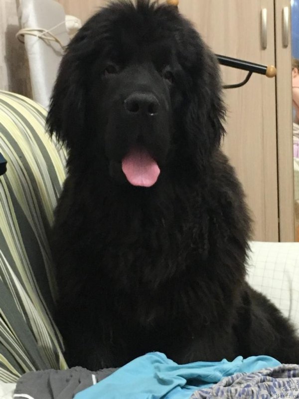 Фото: ньюфаундленд Smigar Grin Bruk (Смигар Грин Брук)