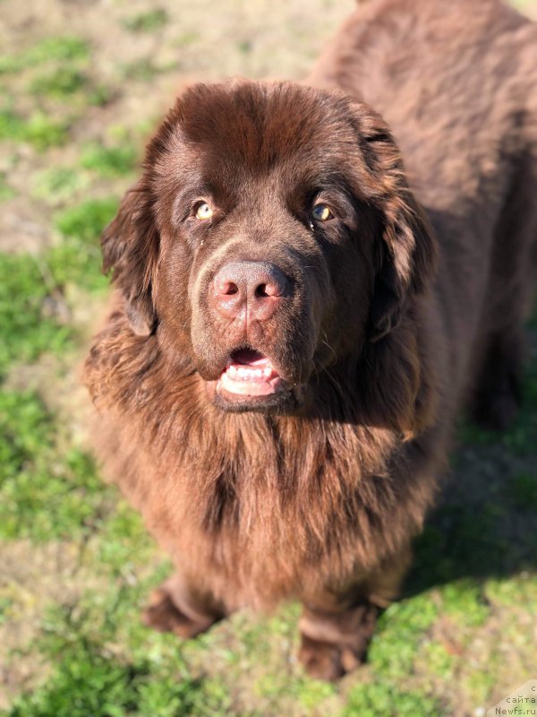 Фото: ньюфаундленд Obush Shed Ilsalamander (Обуш Шед Илдсаламандер)