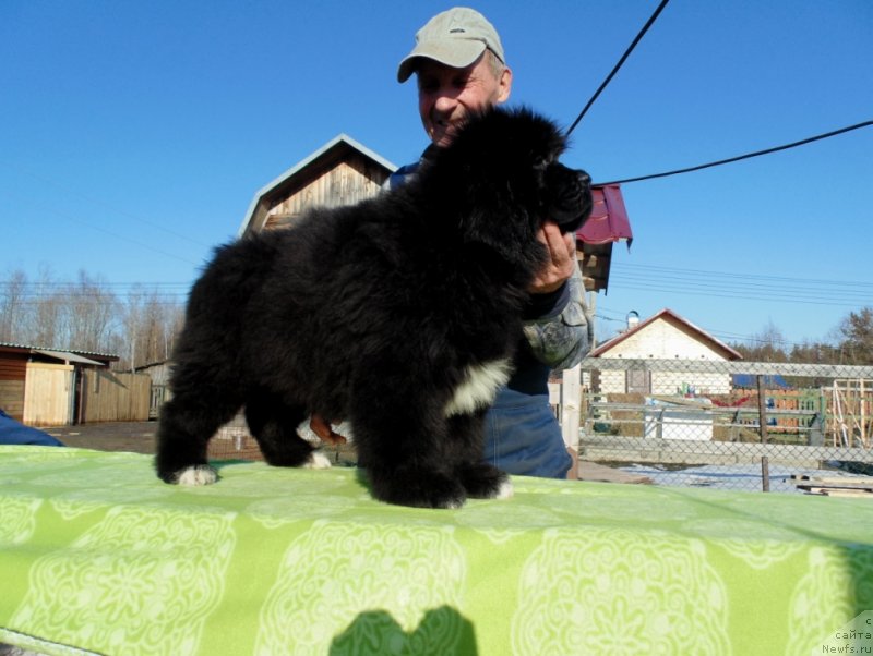 Фото: ньюфаундленд Zlata ot Karel'skih Medvedey (Злата от Карельских Медведей)