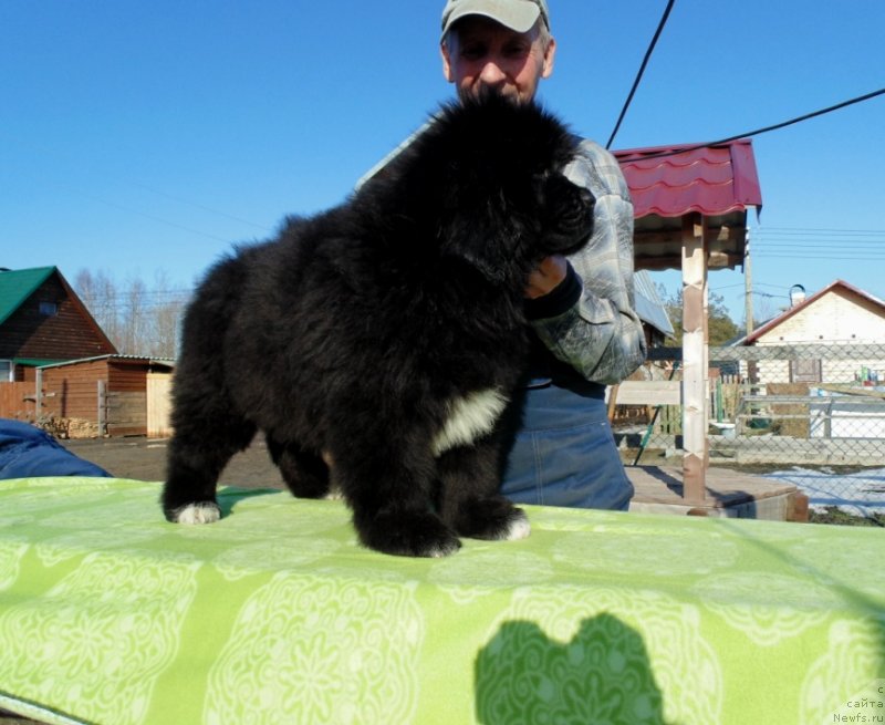 Фото: ньюфаундленд Zlata ot Karel'skih Medvedey (Злата от Карельских Медведей)