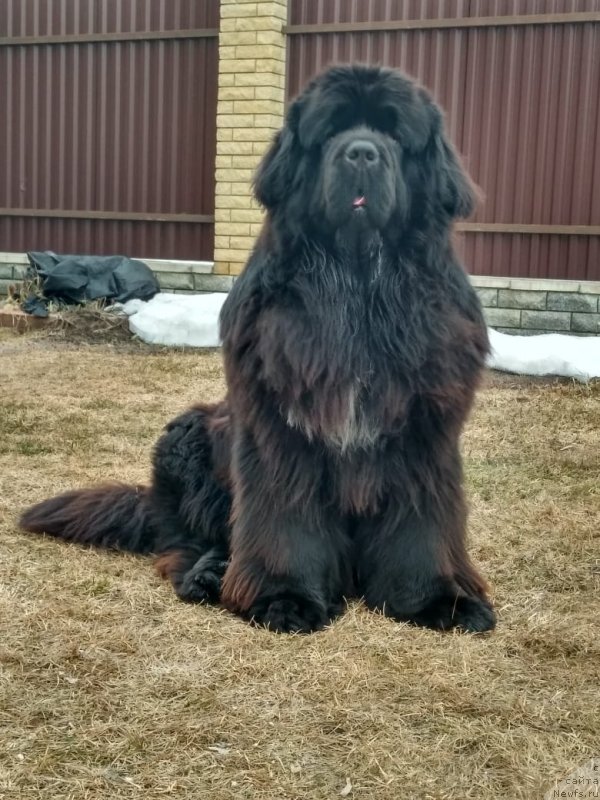 Фото: ньюфаундленд Perun is Antagrada (Перун из Антаграда)