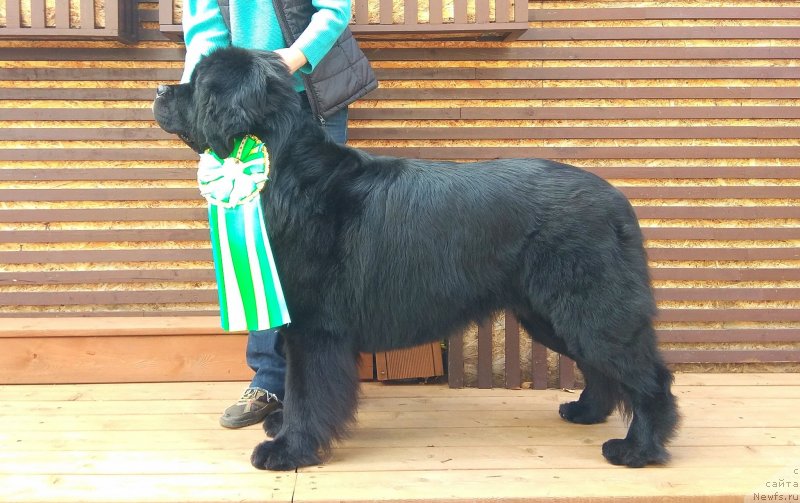 Фото: ньюфаундленд Chernyj Chank s Berega Dona (Черный Чанк с Берега Дона)