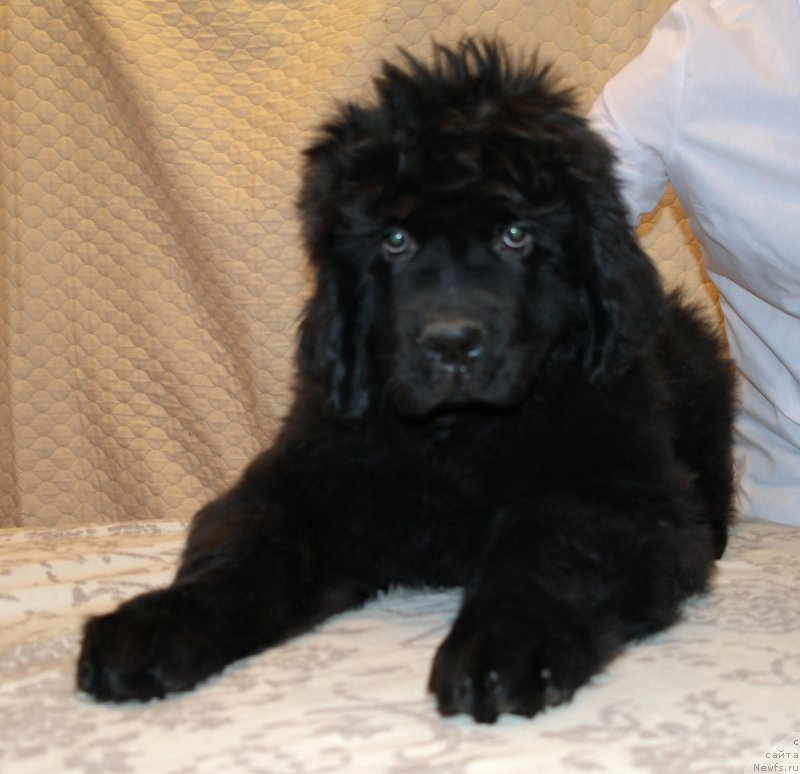 Фото: ньюфаундленд Urman Zapovednyiy (Урман Заповедный)